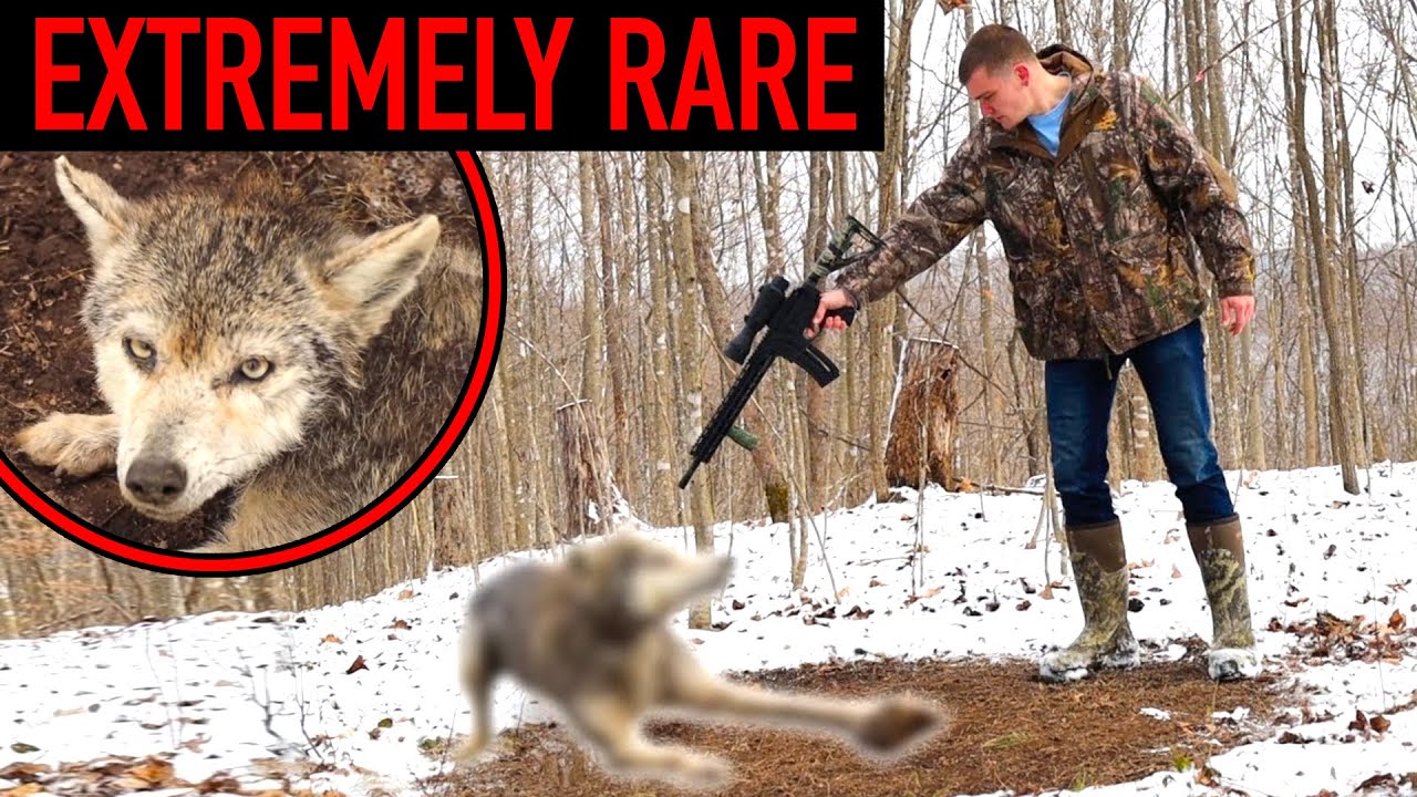 I Trapped an EXTREMELY RARE Hybrid Coyote!