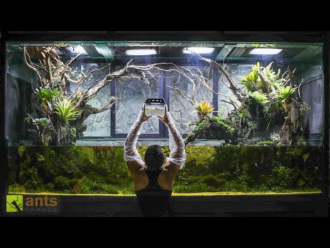 I Unleashed a TADPOLE SWARM Into My Giant Rainforest Vivarium
