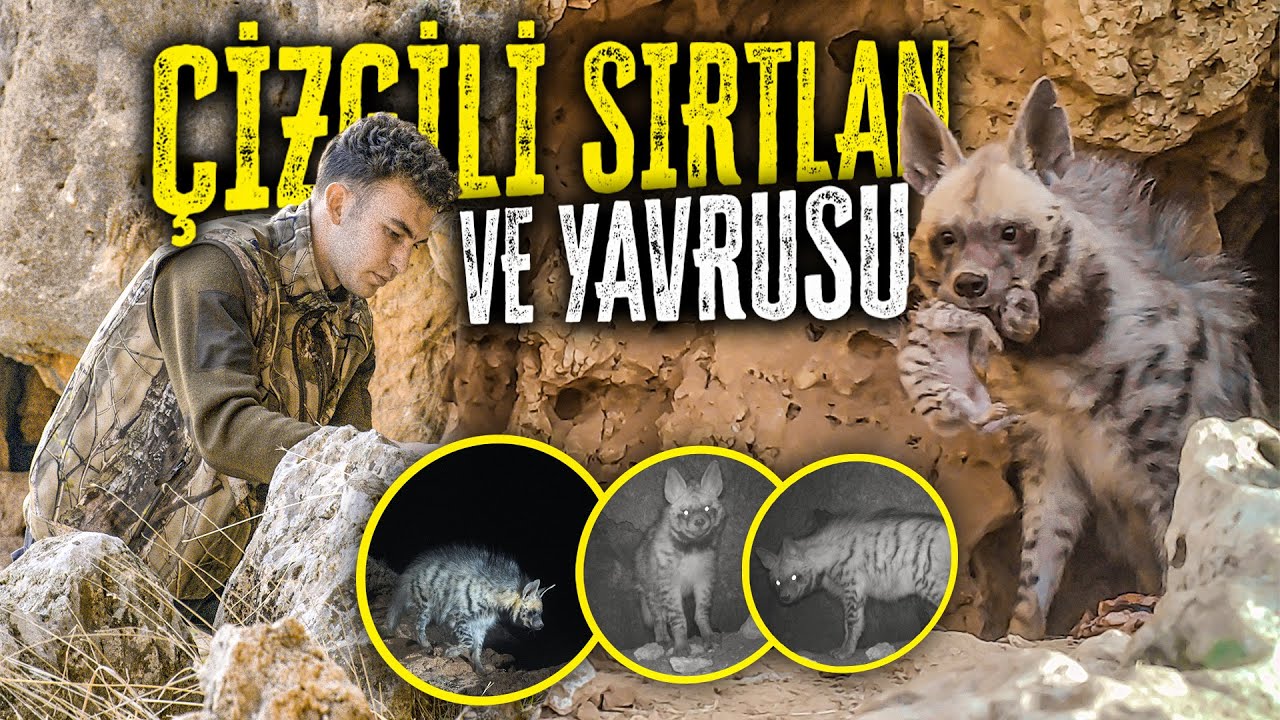 I VIEWED THE STRIPED HERRY WITH ITS PUP! (THE FIRST TIME IN TURKEY!!)