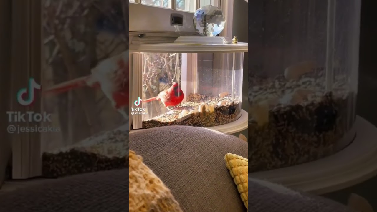 I want one in every room 😭 #springtime #spring #birdfeeder #amazonhaul #amazon