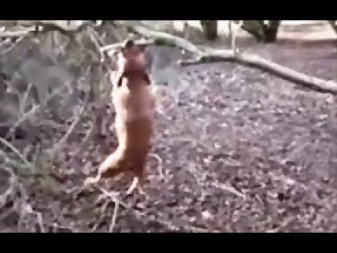 I wants that stick (badly) - funny staffy dog