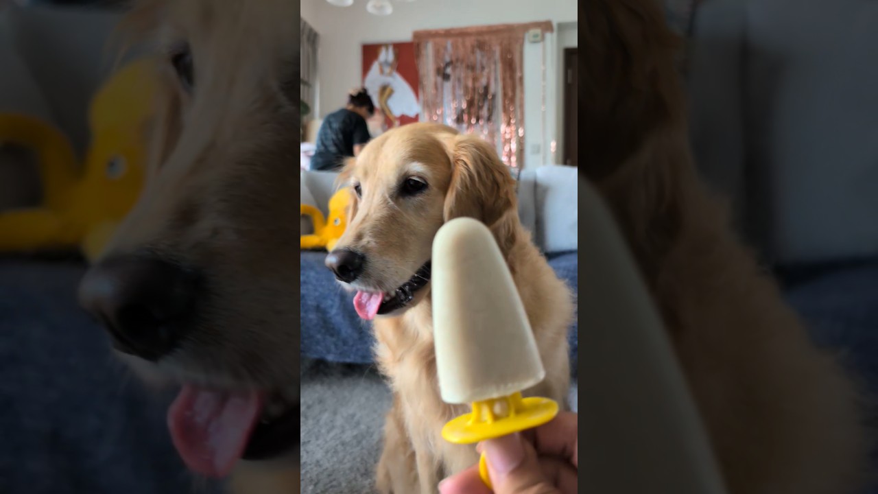 ‼️ICE CREAM FOR DOGS‼️🙌🎉 #dog #doglife #doglove #cutedogs #dogshorts #goldenretriever #fyp #cute