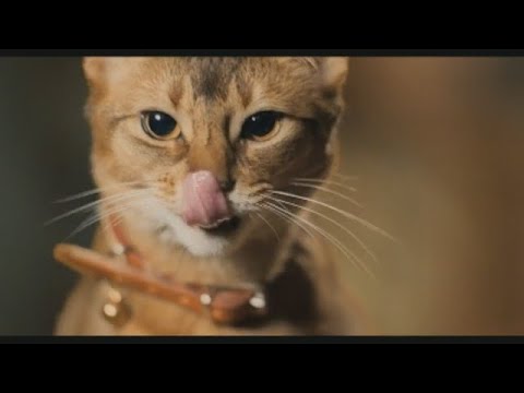 Iceland Cat Vore Ad