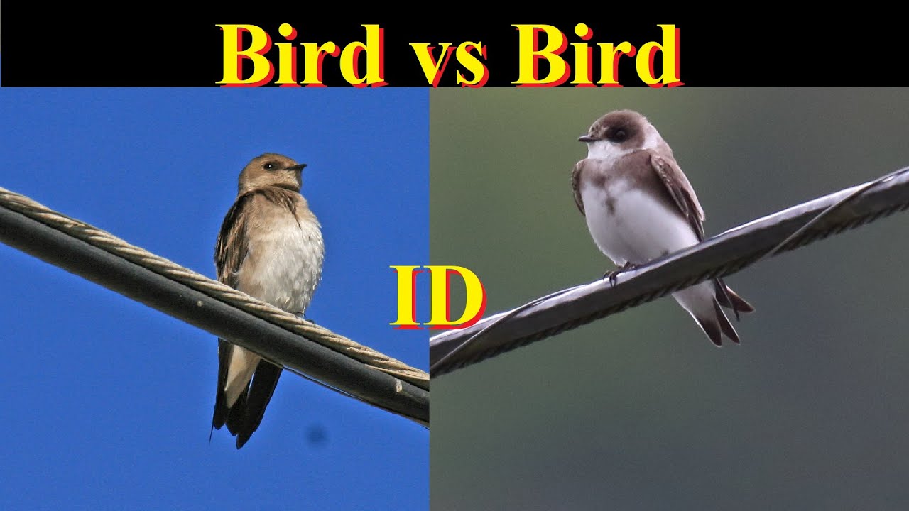 Identify Birds: Bank Swallow vs Northern Rough-winged Swallow: Side-by-side