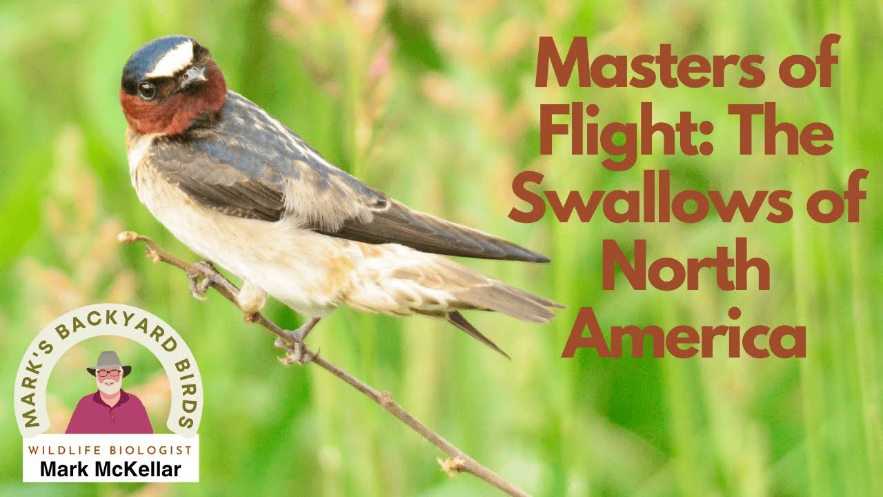 Identifying the Master of Flight: The Swallows of North America
