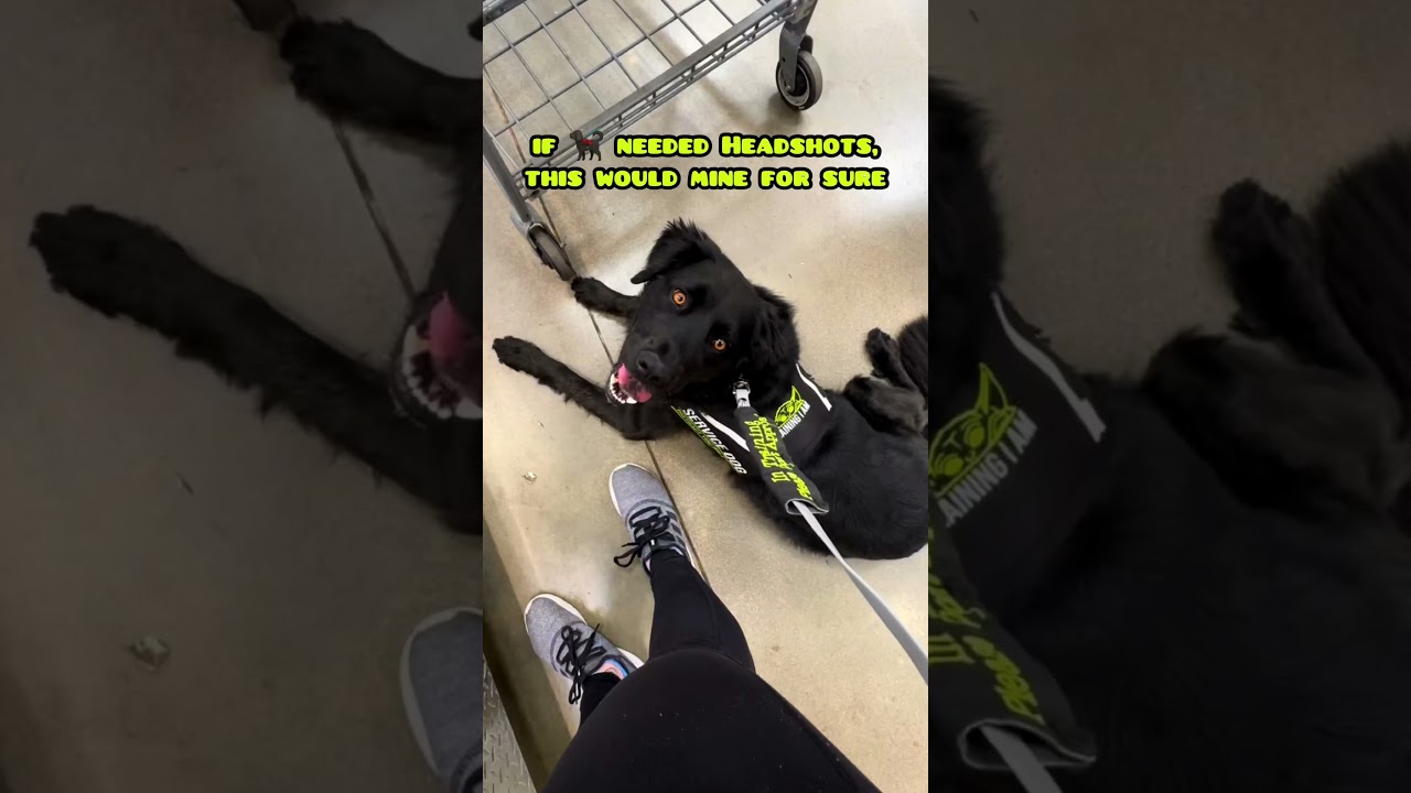 If service doggos needed headshots 🐕‍🦺🥰 #sdit #diabeticalertdog #workingdog #publicaccess