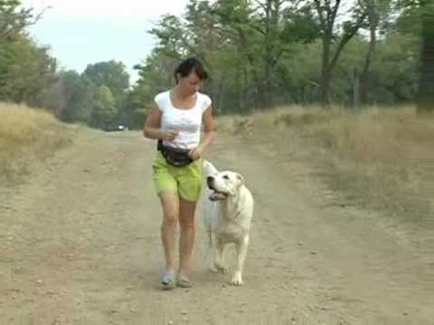 Igenzhen Rovayat. Obedience training