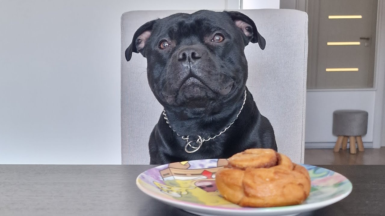 IGP training, defense  Staffordshire Bull Terrier 