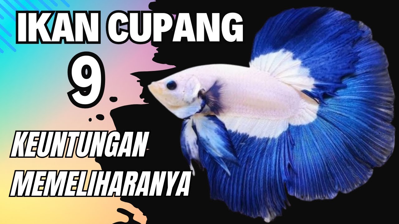 ikan cupang terbaik dan keuntungan memeliharanya !
