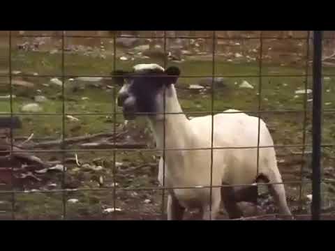 ÇIĞLIK ATAN KEÇİ