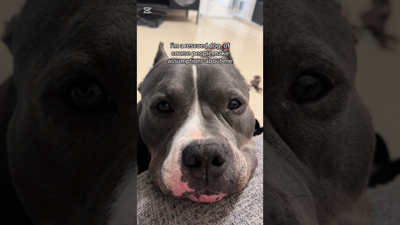I’m a rescued dog 101 🐾  #doglovers #fyp #bullybreeds #rescuedog