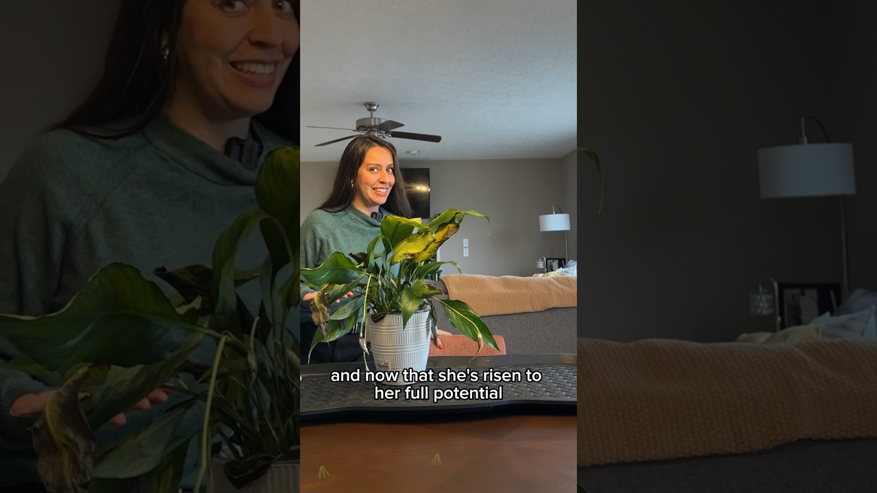 I’m a sucker for a sad peace lily. Let’s rescue it! #plantcare #peacelily #plantlovers
