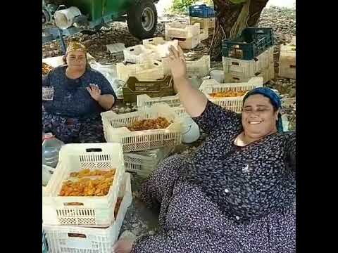 Şişman kadın