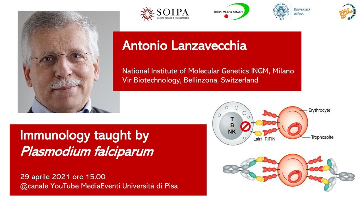 Immunology taught by Plasmodium falciparum - Antonio Lanzavecchia