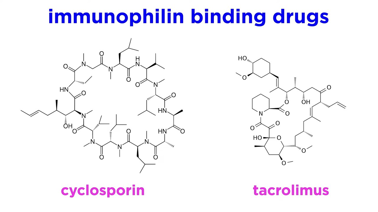 Immunomodulators Part 1: Immunosuppressants