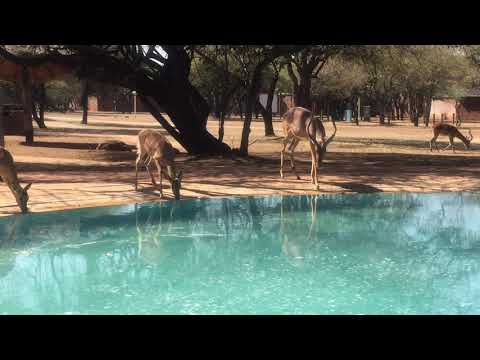 Impala at the pool