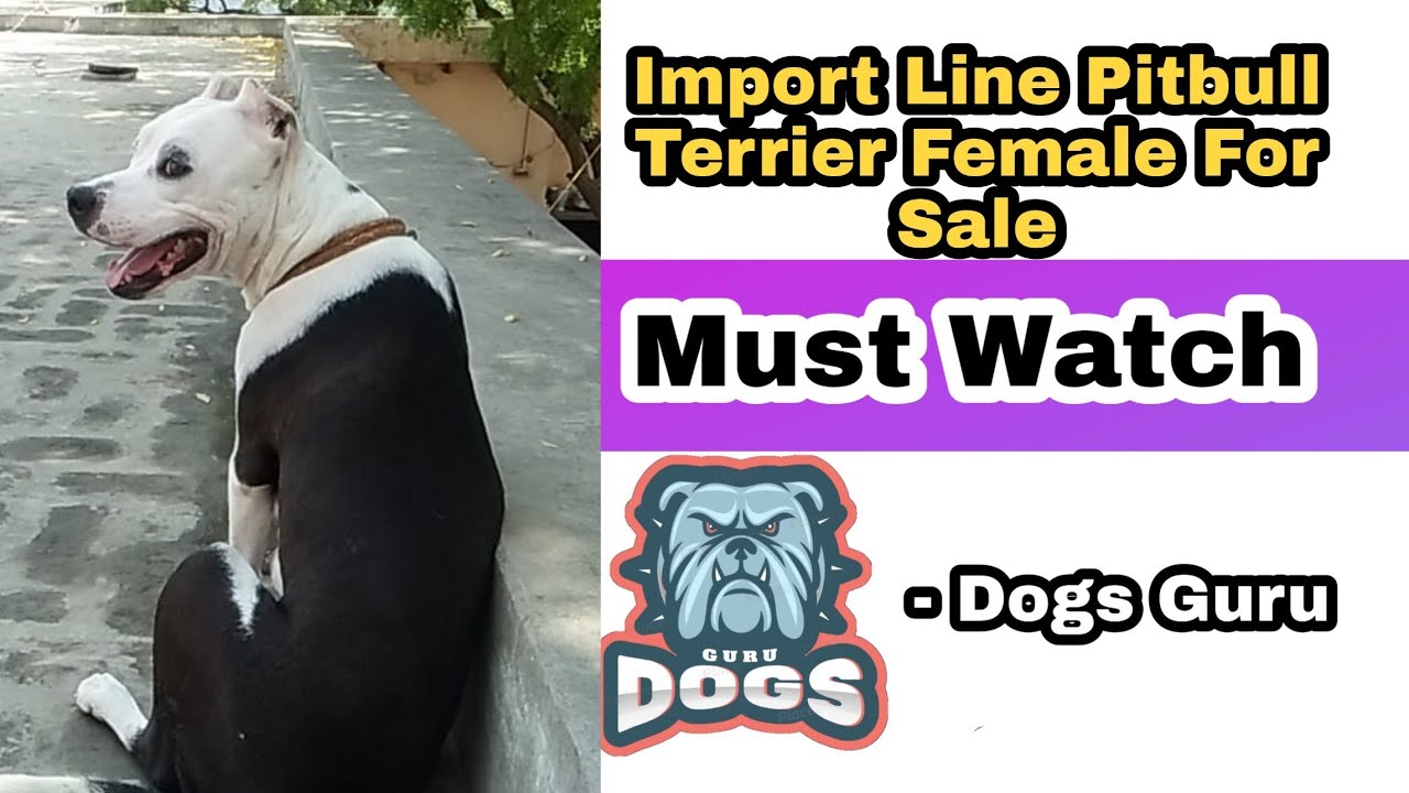 Import line Pitbull Terrier Female For Sale