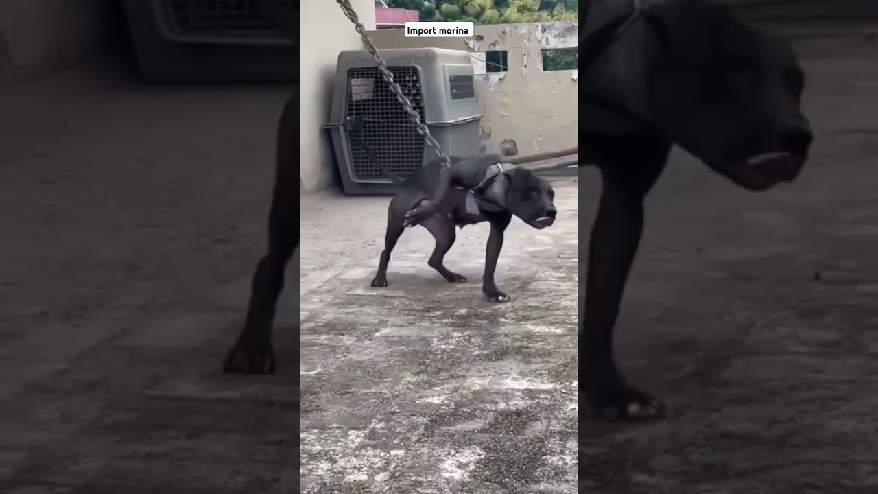 import morina #apbt #pitbull #dog #shorts #viral #views #youtube #dogshorts #subscribe