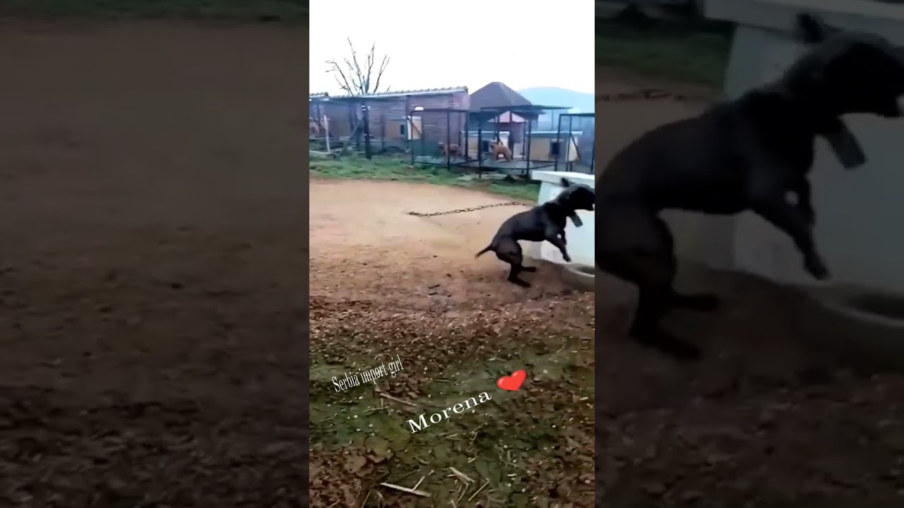 import morina #apbt #pitbulll #dog #youtube #shorts #viral #video #short #subscribe #watch #views