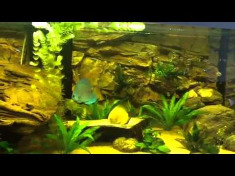 Incpiria 500 Discus Tank