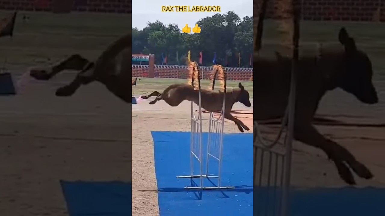 indian army dog training 🔥🇮🇳#shorts #army #viral