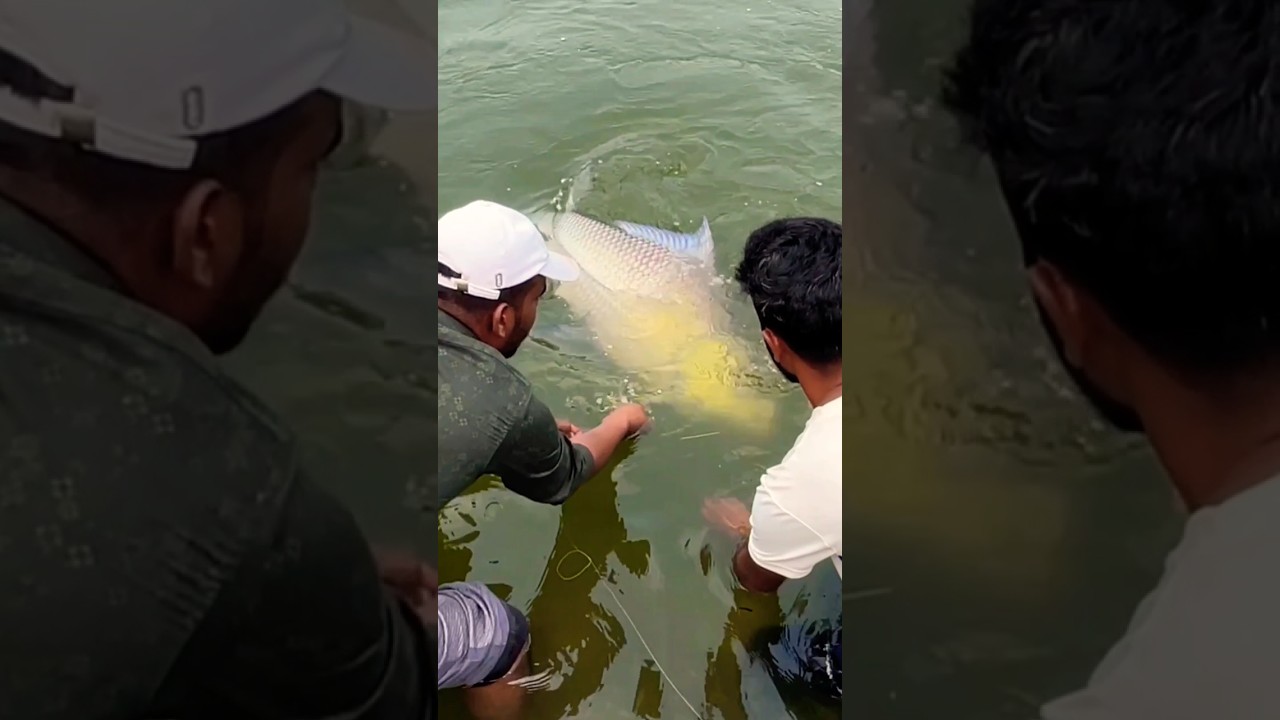 Indian Famous Fish #fishing #catla #fishingtechniques