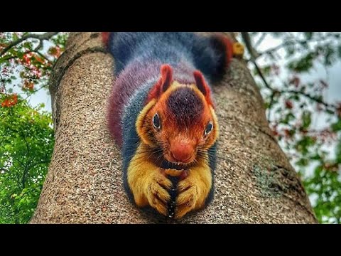 Indian Giant Squirrel: Cute & Colorful #animalfacts