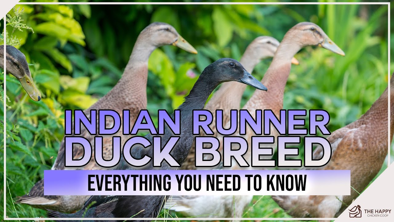 Indian Runner Duck Breed and Is it the right duck for you?