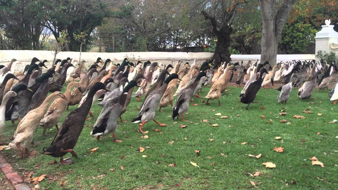 Indian Running Ducks - amazing scenes from a wine farm in South Africa