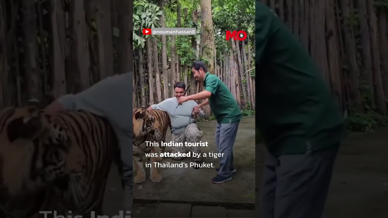 Indian Tourist Attacked by Tiger While Taking Selfie in Thailand's Phuket | Mo of Everything