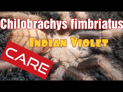 Indian violet tarantula.  Chilobrachys fimbriatus #indianviolettarantula