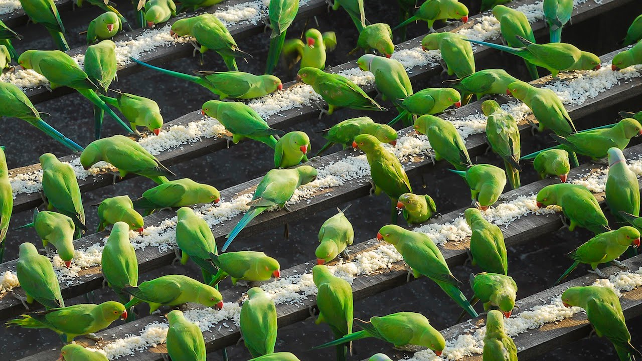 India’s ‘Birdman’ Feeds 4,000 Parakeets A Day