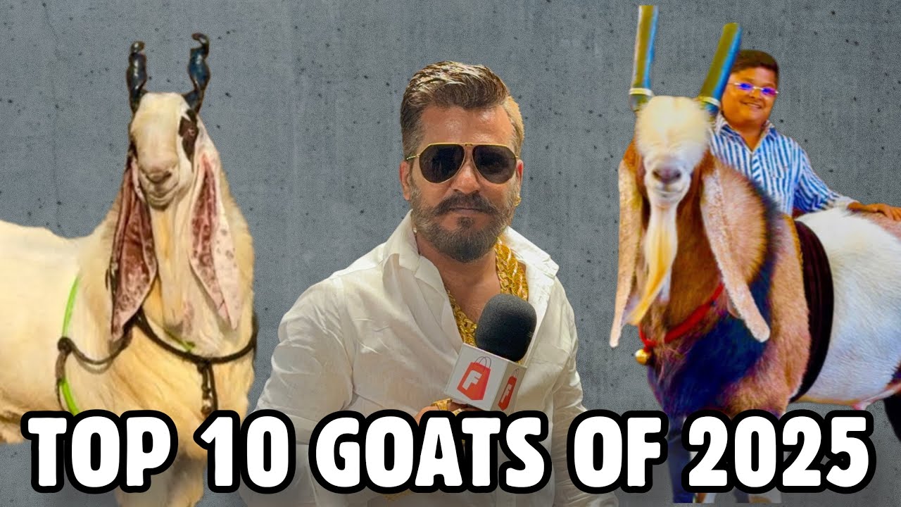 India’s Top 10 Goats of 2025 | MD Goat Farm & FSA Ke Favorite Bakre
