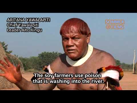 Indigenous Peoples Alto Xingu: River poisoned by soy plantations despite complaints