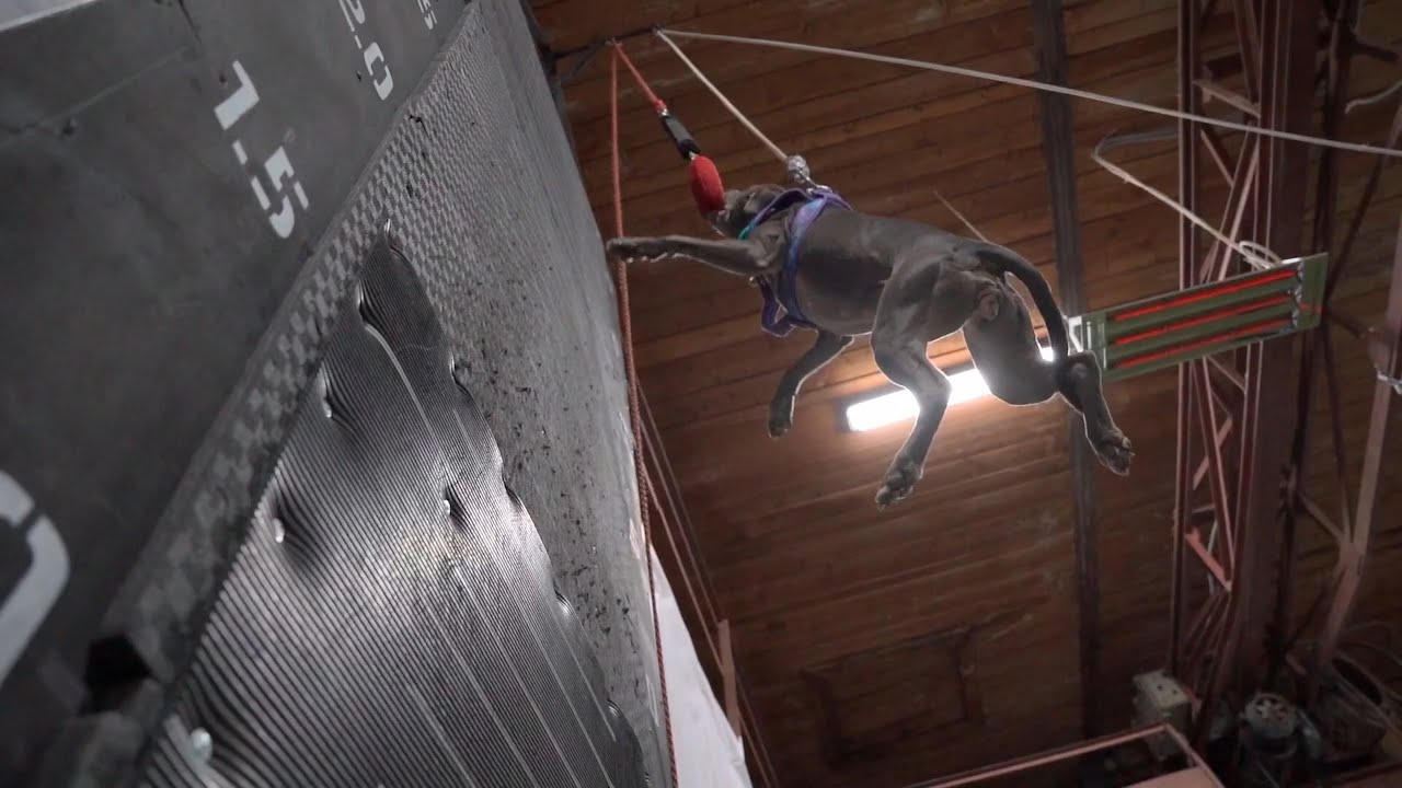 Indoor trainig. APBT Shelby