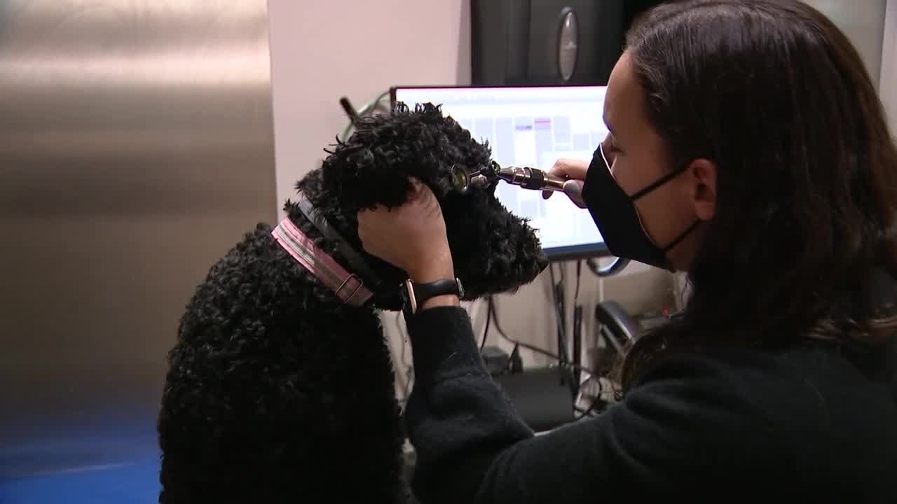 Inflation Hits Pets, Too: Costs of Animal Ownership Rises