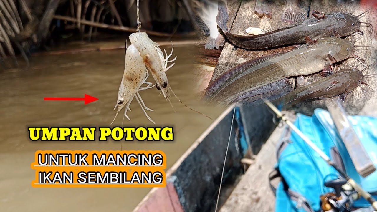 Inilah rahasia umpan mancing ikan sembilang agar dapat banyak#mancingikansembilang