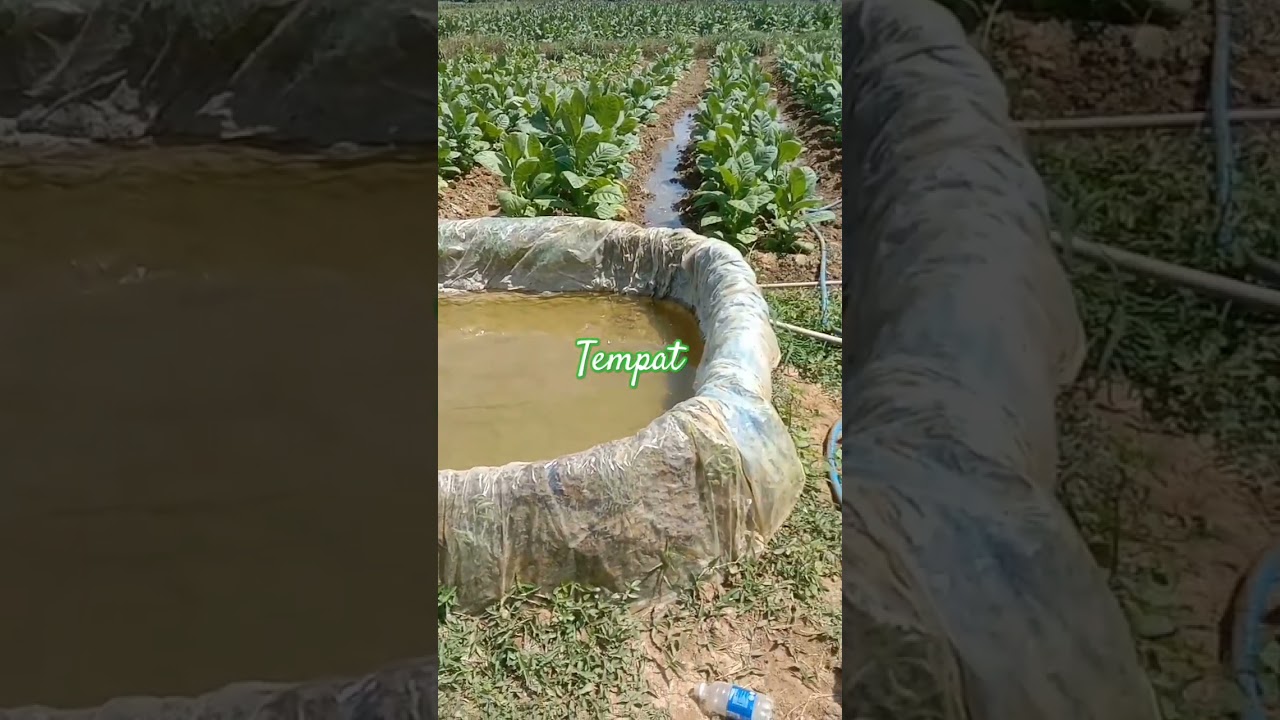 Inilah tempat air untuk menyiram Tembakau