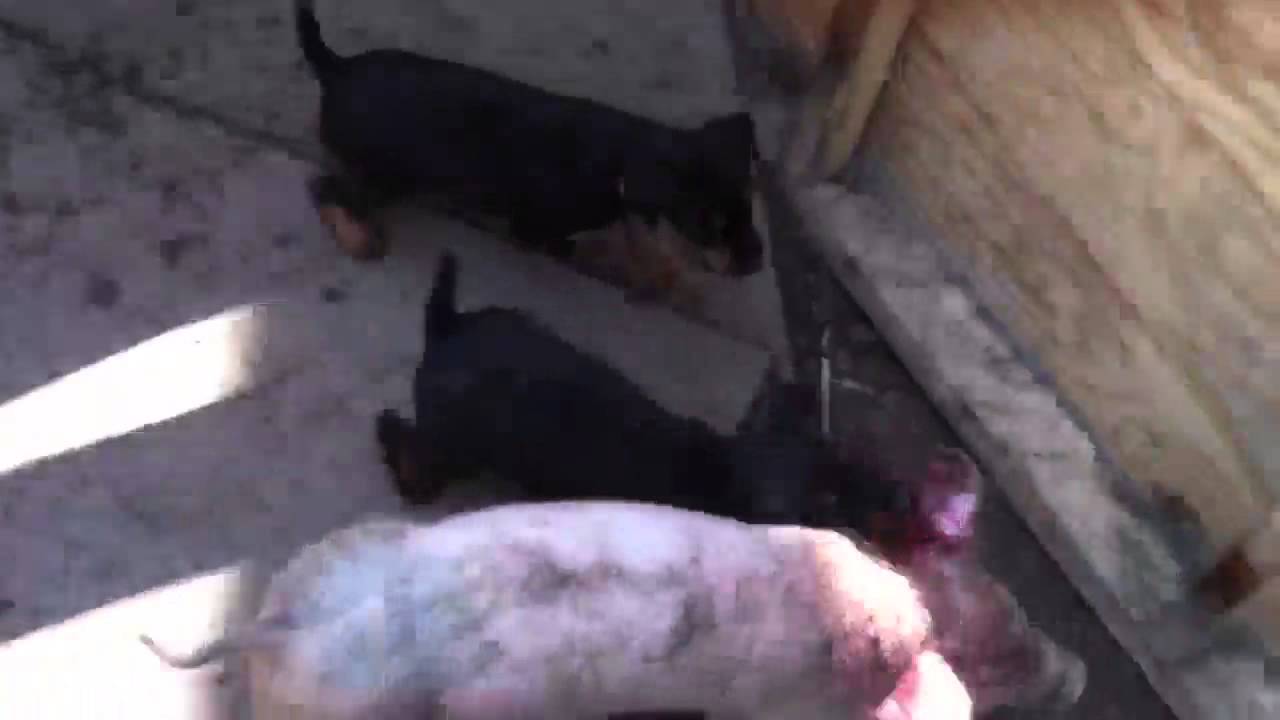 Insane jagdterrier Krol pups at 9 weeks old