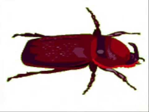 Insects and Reptiles