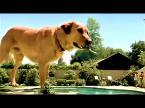 Inside a dog's mouth (S ad)