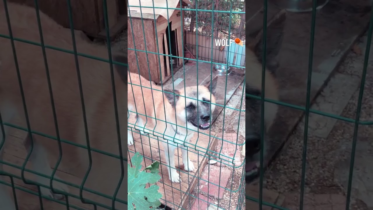 INSTAGRAM KÖPEK ÇEKİM #SNAP #STORY