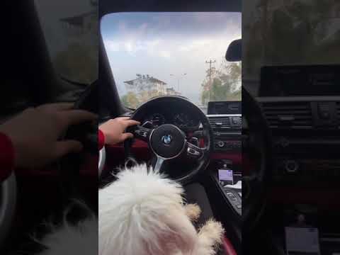 INSTAGRAM İÇİN ARABA STORYLERİ - BMW - ARABADA KÖPEKLİ STORY  FAKE ARABA STORYLERİ (SNAPLERİ)