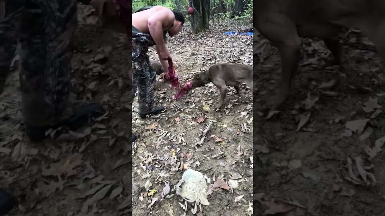 INSTINCTUAL #apbt #dog #gamedogs #pitbull #hunter #americanpitbullterrier #hunting #deer #AIK #train