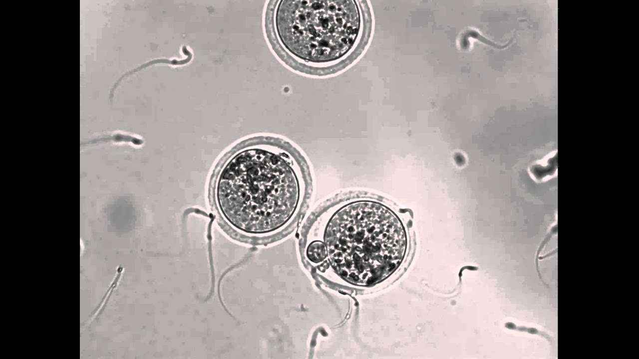 Interacting sperm and egg
