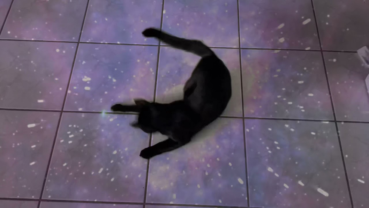 Interstellar meme cat