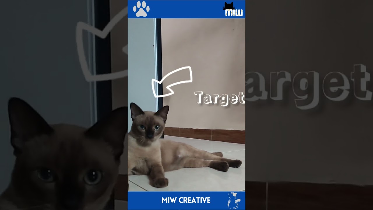 Intip bocil part 2 #cat #catlover #catlovers #short #funny #tranding #trending #viral