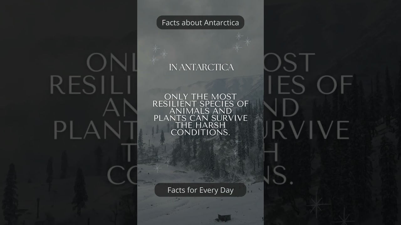 Intresting Facts about Antarctica #space #galaxy #hollywoodfacts #quotes #cinefacts #travel #respect