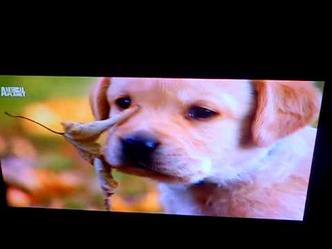 Intro of 'Too Cute'