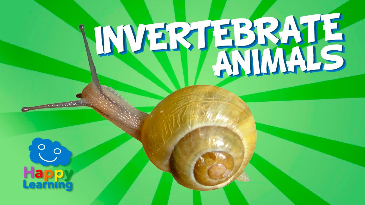Invertebrate Animals | Educational Video for Kids